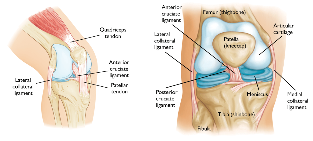 Knee Ligament Injuries